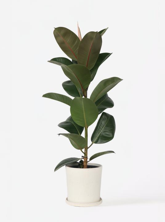 Actual product image Plant in a Box Ficus Elastica Robusta - Rubber Tree (100 cm)