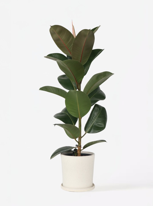 Produktbild Plant in a Box Ficus Elastica Robusta - Gummibaum (100 cm)