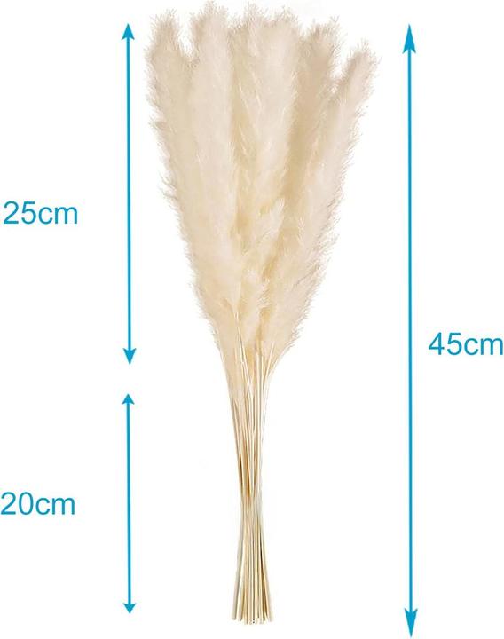 Actual product image Intirilife Pampas grass 30 pieces (5 cm)