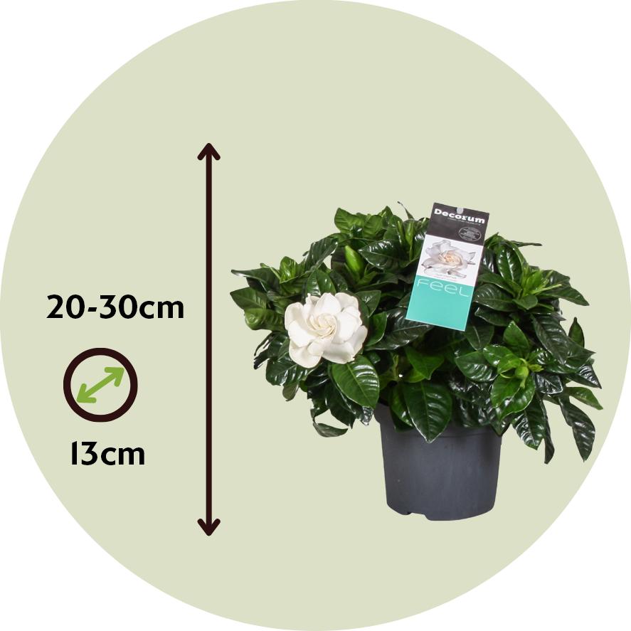Thumbnail - Plant in a Box, Pflanzen, Gardenia Jasminoides - Gartenien (30 cm)