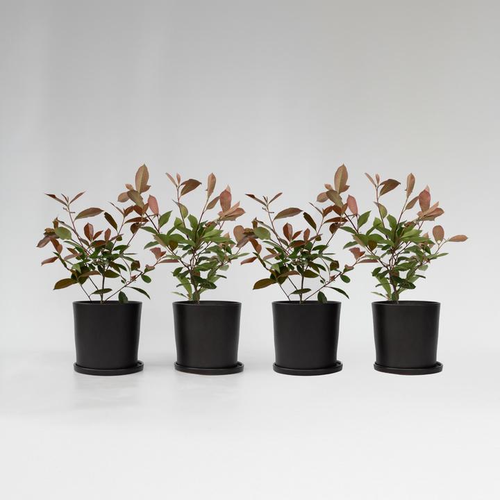 Immagine prodotto Plant in a Box Photinia fraseri Red Robin - set di 4 piante di nespolo (30 cm)