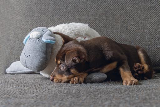 Actual product image Beeztees Herzschlag (Puppy Toy)