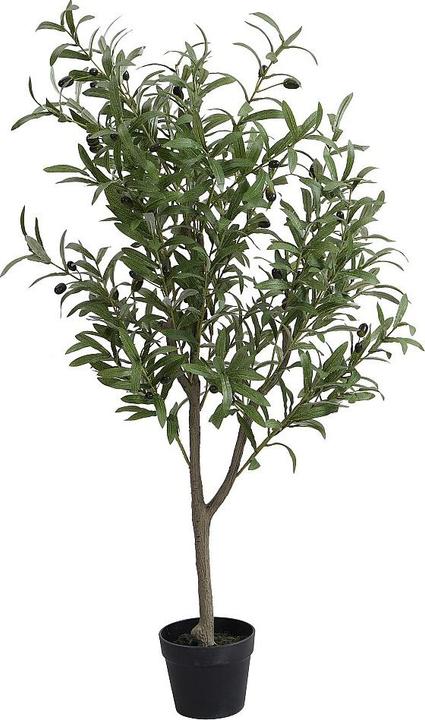 Immagine prodotto Ozaia Huesca (120 cm)