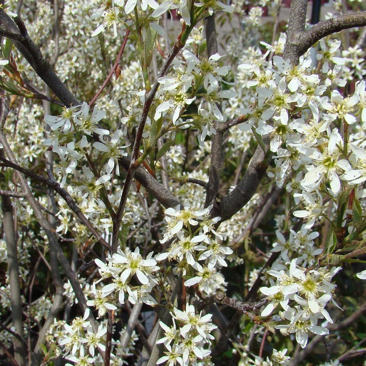Immagine prodotto Zulauf Kupfer-Felsenbirne / Amelanchier lamarckii (100 cm)