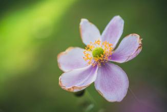 Immagine prodotto Venus Optic Lunghezza focale fissa Laowa 85 mm f/5.6 2X APO - Nikon Z (Nikon Z, Full frame)