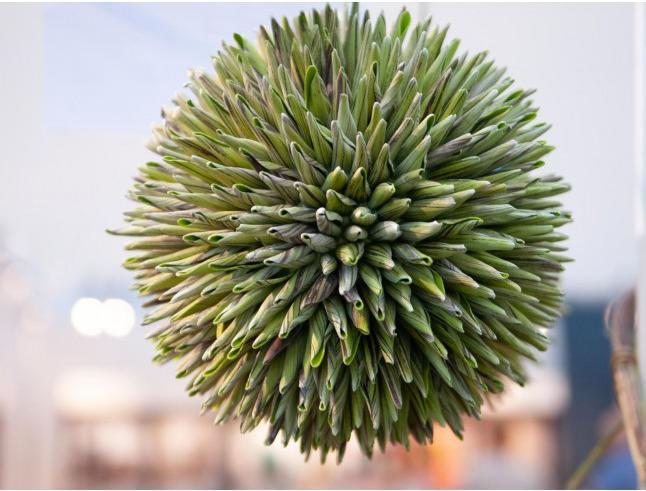 Immagine prodotto Europalms Palla di succulente (20 cm)