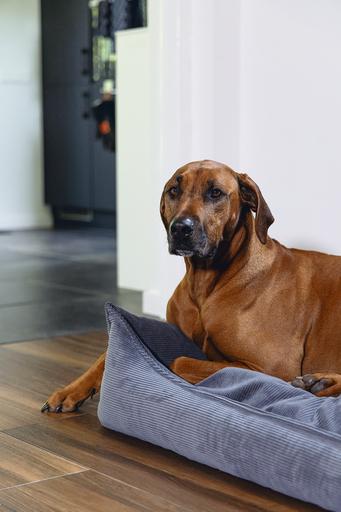 Actual product image Beeztees Veo (Dog)