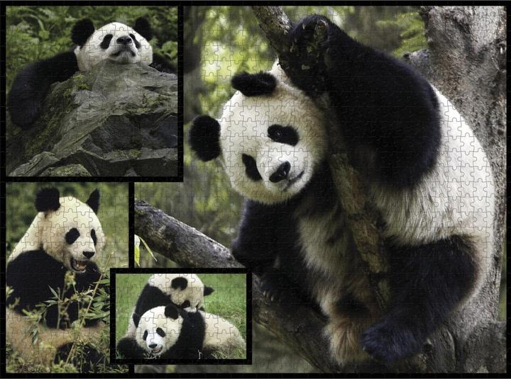 Actual product image WWF 1000 Puzzle Panda (1000 pieces)