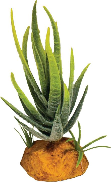 Repto Plant Plant Aloe Green