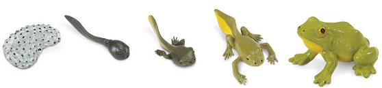 Actual product image Safari Life Cycle Frog