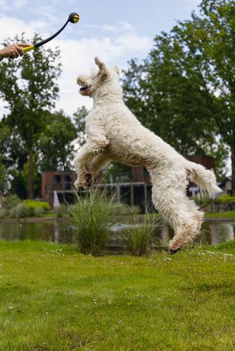 Actual product image Beeztees Fetch Ball Launcher (Ball toy dog)