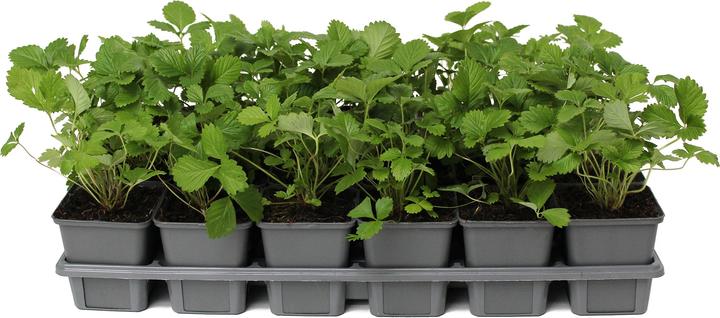 Image du produit Zulauf Fragaria vesca / Wald-Erdbeere (10 cm)