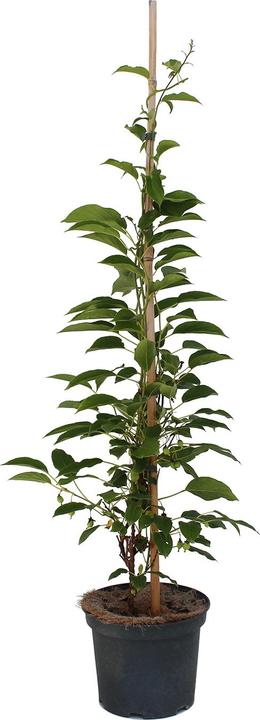 Actual product image Zulauf Beeren-Kiwi / Actinidia arguta 'Issai' (100 cm)