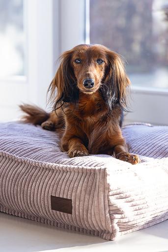 Produktbild Designed by Lotte Ribbed (Hund)