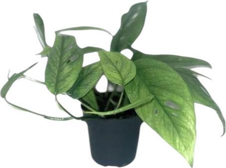 Plantlovers Philodendron Scandens micans (Baumfreund)