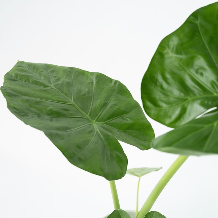 Produktbild Plant in a Box Alocasia macrorrhizos - Riesenohr (70 cm)
