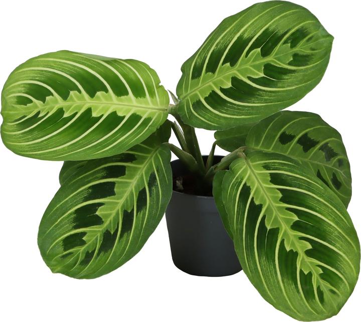 Produktbild Mahaloplants Maranta Lemon Lime (8 cm)