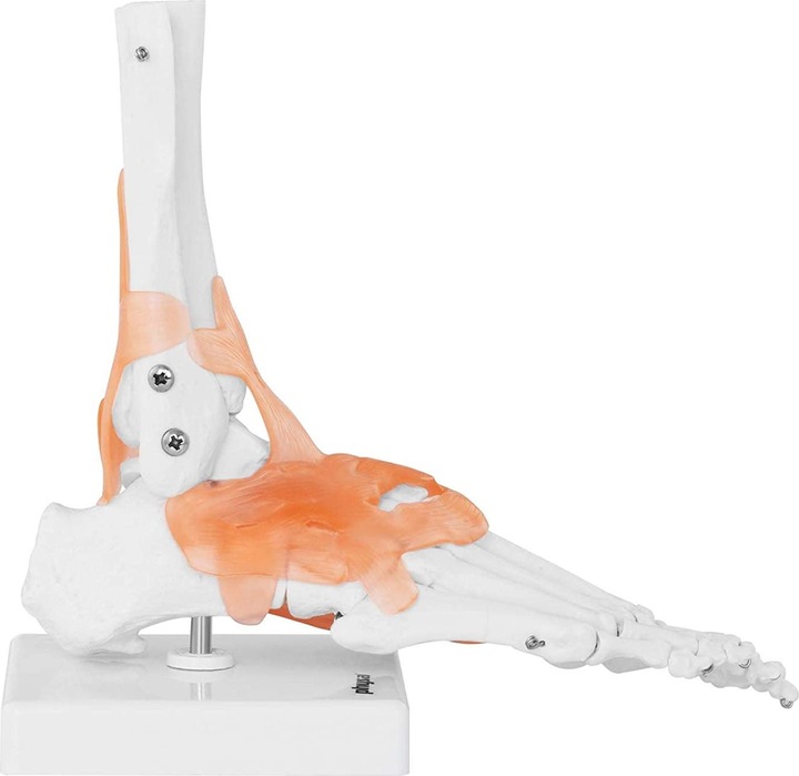 Actual product image Physa Foot skeleton model