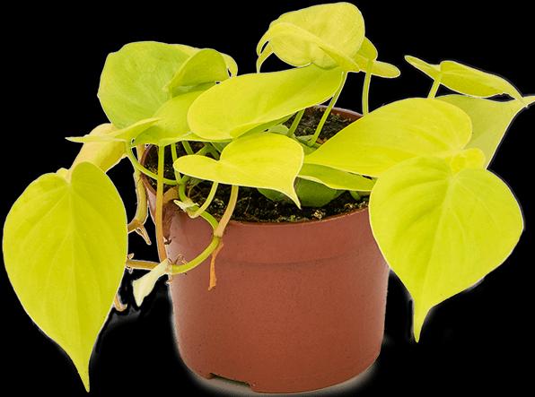 Actual product image Mahaloplants Philodendron micans lime (20 cm)