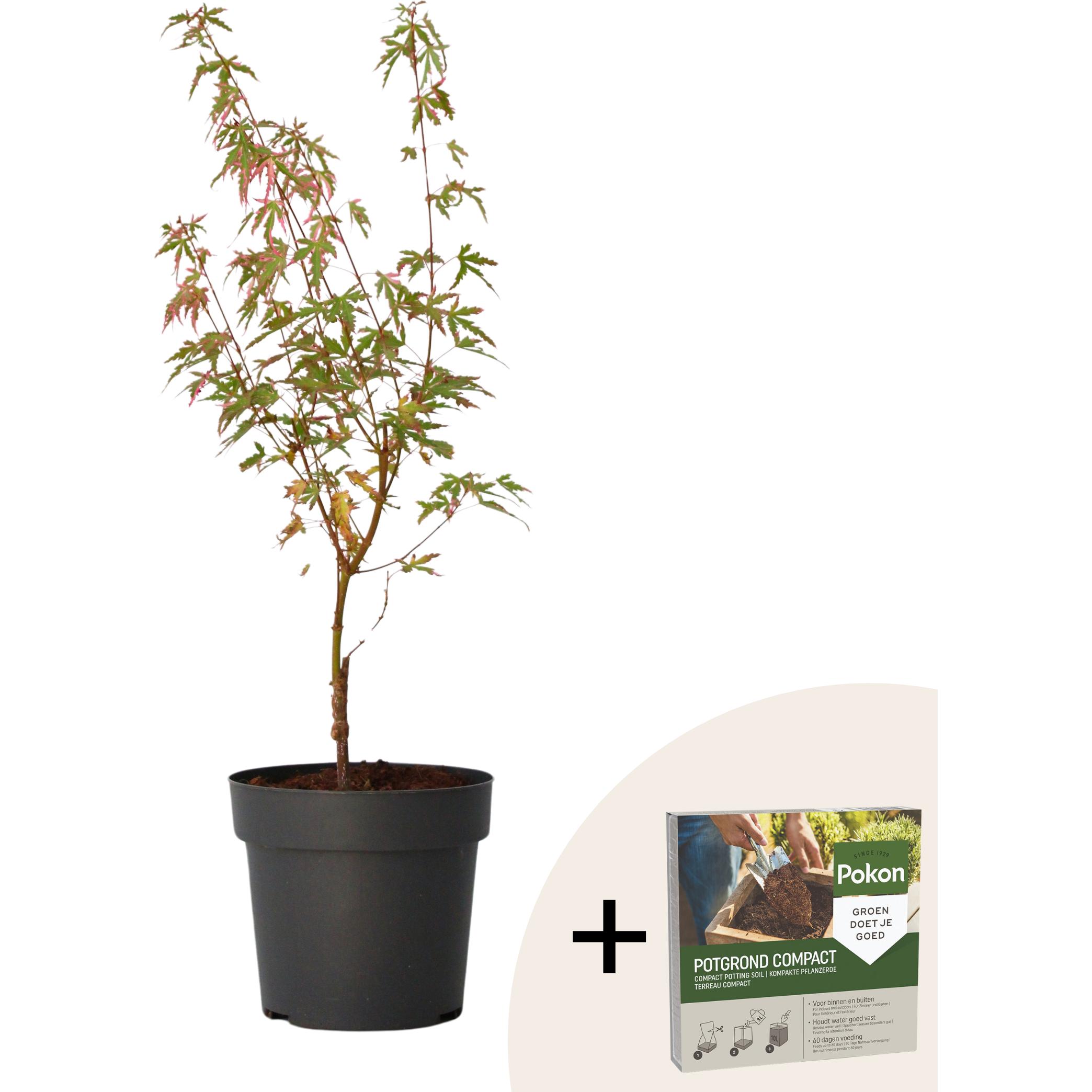 Plant in a Box, Pflanzen, Acer Palmatum 'Taylor' - Ahorn Baum (50 cm)