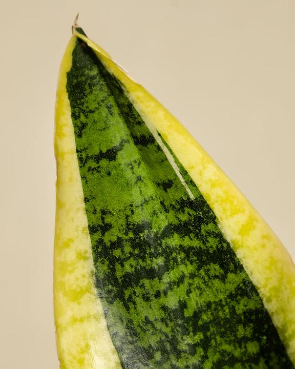 Produktbild feey Schwiegermutterzunge (30 cm, Frisch umgetopft)