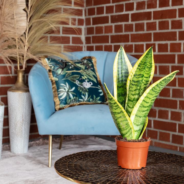 Actual product image Flowerbox Bogenhanf - Sansevieria trifasciata Superba (25 cm)