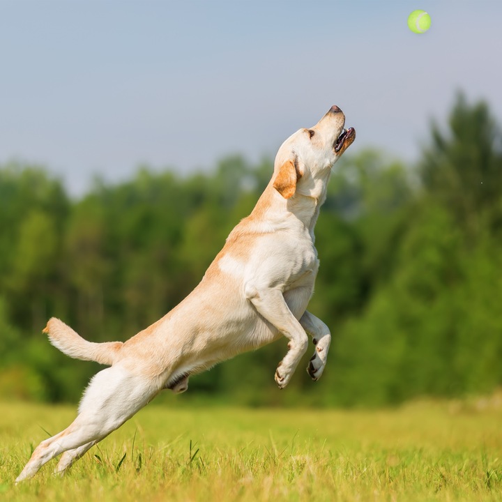 Produktbild Relaxdays Ballschleuder (Ballspielzeug Hund)