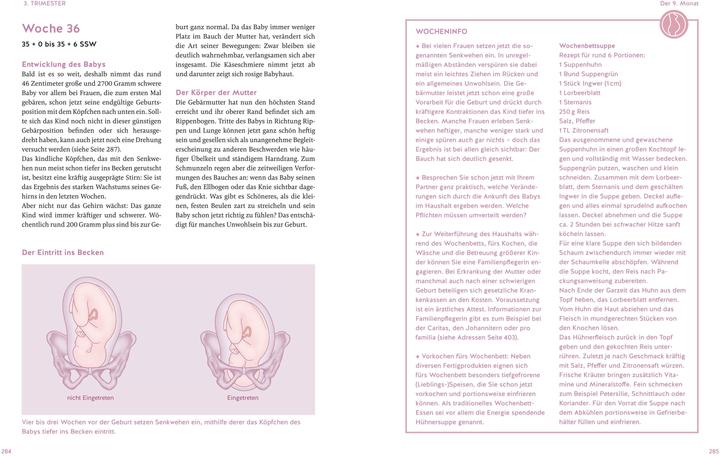 Produktbild Das grosse Buch zur Schwangerschaft (Deutsch, Franz Kainer, Annette Nolden, 2025)