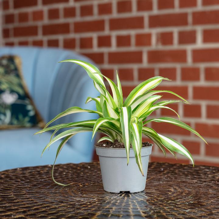 Produktbild Flowerbox Grünlilie - Chlorophytum Comosum Variegata (15 cm)