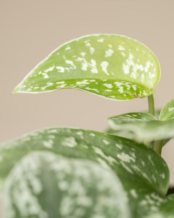 Actual product image feey Gefleckte Efeutute (35 cm, Freshly repotted)