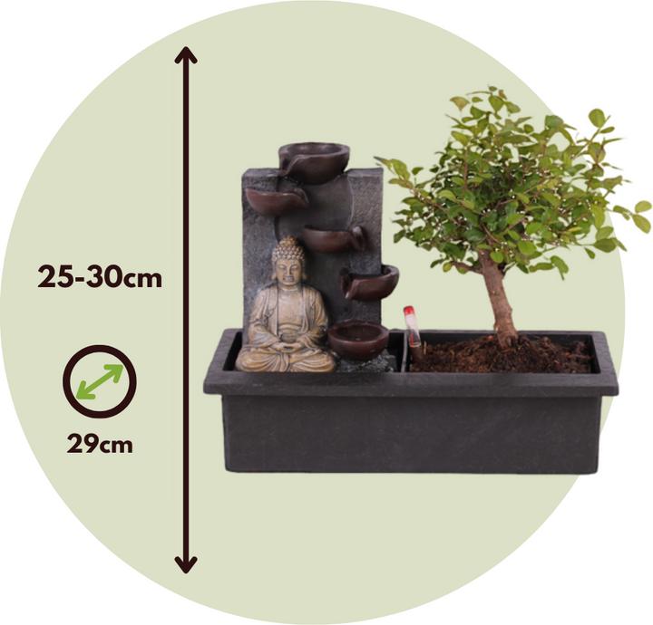 Actual product image Plant in a Box Bonsai Ligustrum, Carmona, Ficus Retusa, Syzygium, Sageretia - Set of 2 Bonsai Water System Buddha (25 cm)