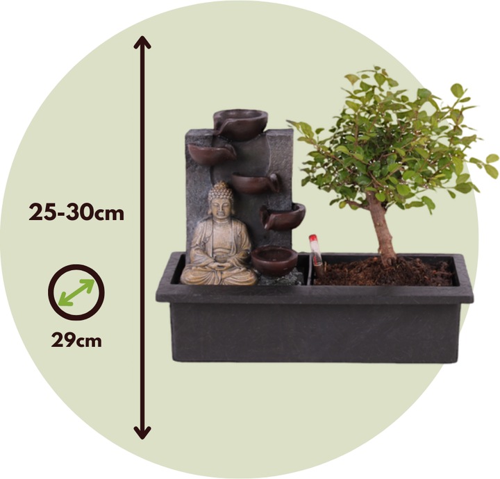 Immagine prodotto Plant in a Box Bonsai Ligustrum, Carmona, Ficus Retusa, Syzygium, Sageretia - Set di 2 Bonsai Sistema d'acqua (25 cm)