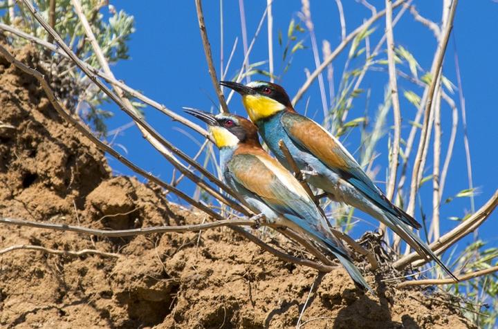 Immagine prodotto Pentax Obiettivo SMC-DA 300mm, f/4.0, macro (Pentax K, APS-C / DX)