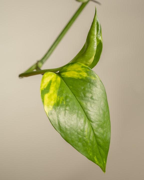 Produktbild feey Grosse Efeutute (45 cm, Frisch umgetopft)