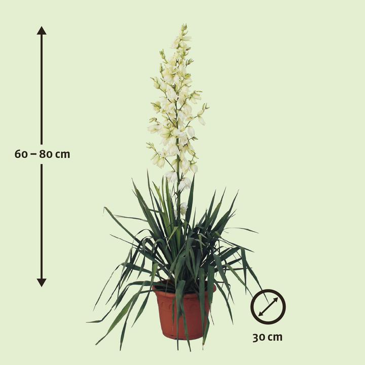 Actual product image Zulauf Narrow Leaf-Yucca (30 cm)
