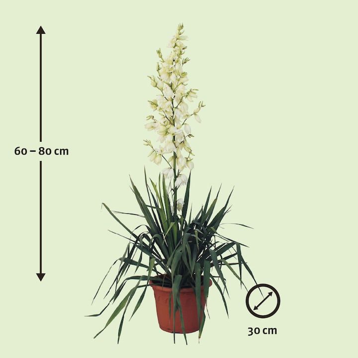 Produktbild Zulauf Palmlilie / Yucca filamentosa (30 cm)