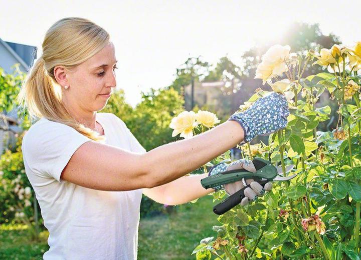 Produktbild Bosch Home & Garden EasyPrune