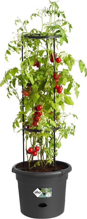 Actual product image Elho Green Basics Tomato Pots (33.50 cm)