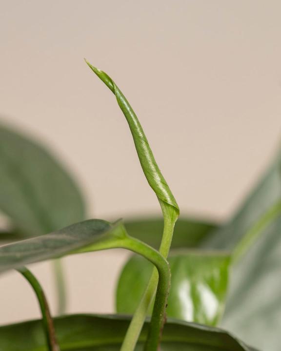 Immagine prodotto feey Epipremnum pinnatum 'Cebu Blue' (25 cm, Appena rinvasata)