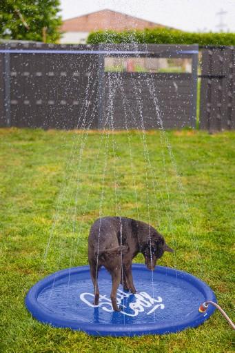 Image du produit Beeztees Bz Tapis D'Arrosage Stay Cool Bl (Piscine pour chiens)