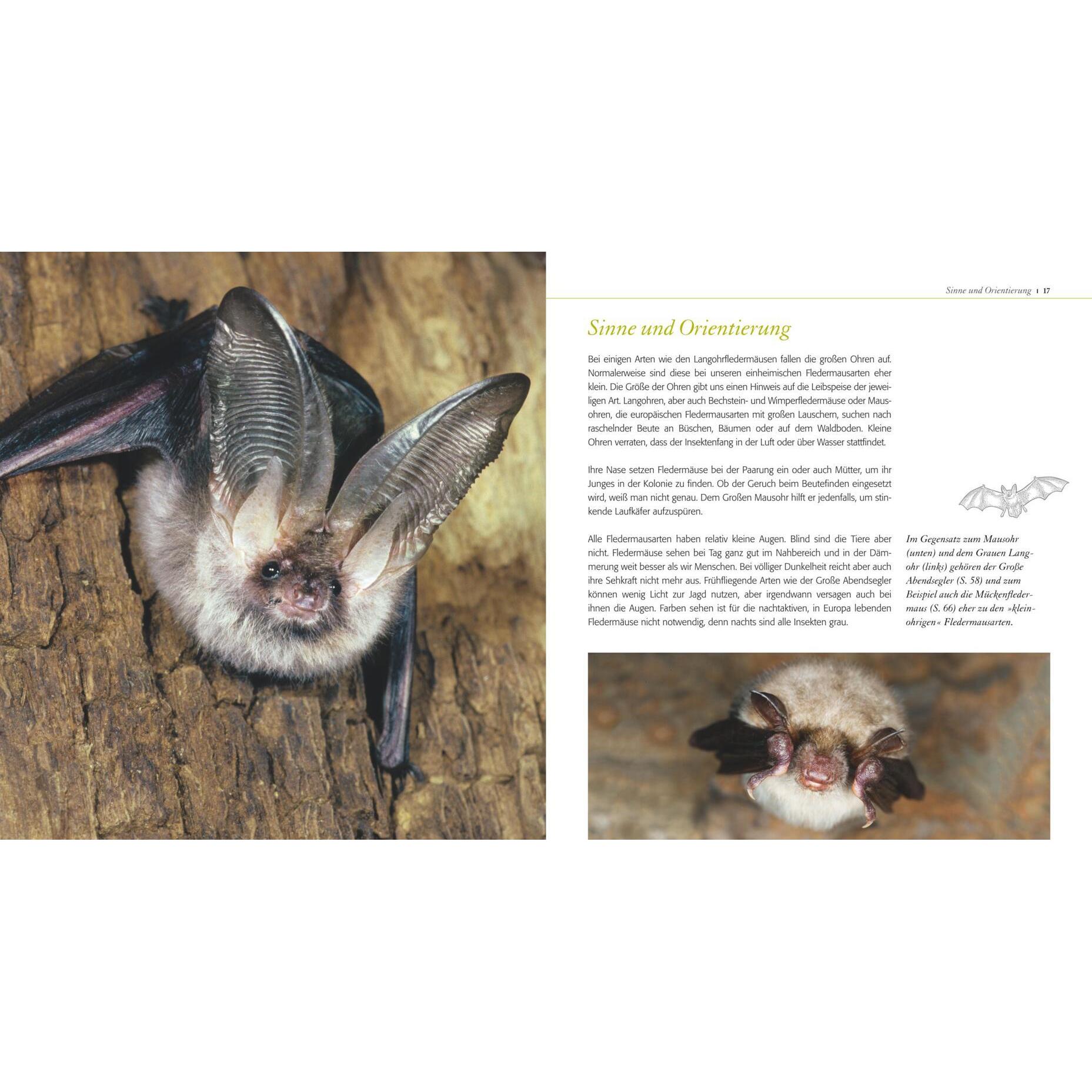 Thumbnail - Fledermaus ganz nah, Ratgeber von Ingrid Kaipf