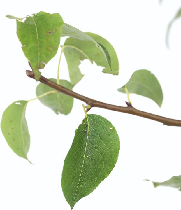 Actual product image Plant in a Box Pyrus communis 'Conference' - Pear tree (90 cm)