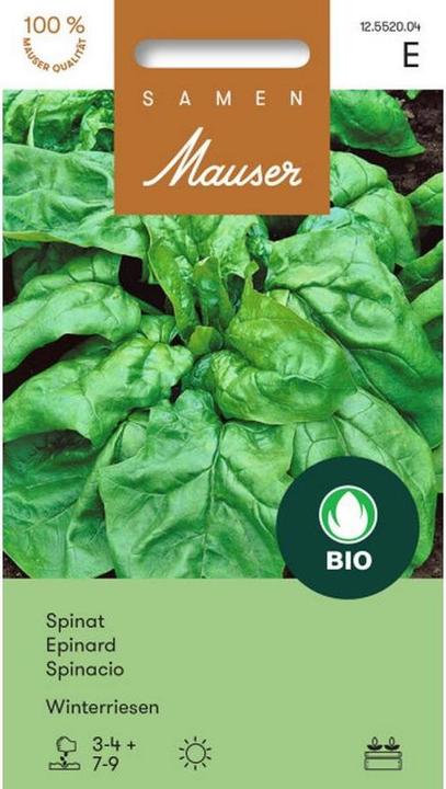 Actual product image Samen Mauser Bud Organic Spinach Winter Giant (Vegetable seeds)