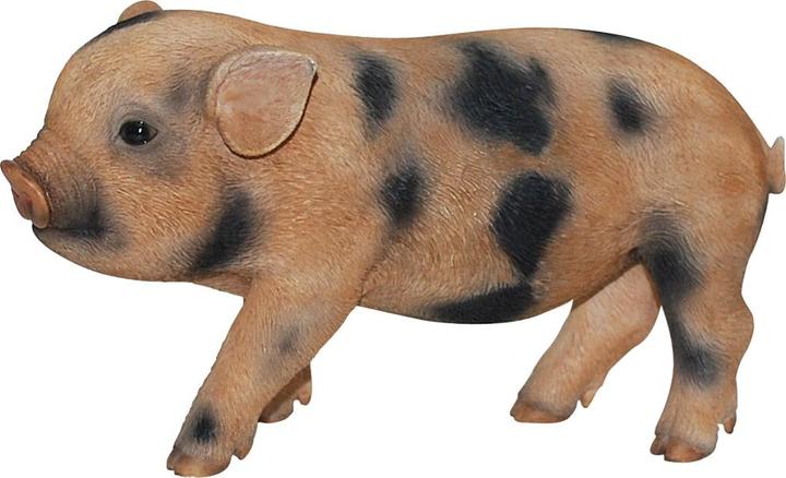 Produktbild Minischwein