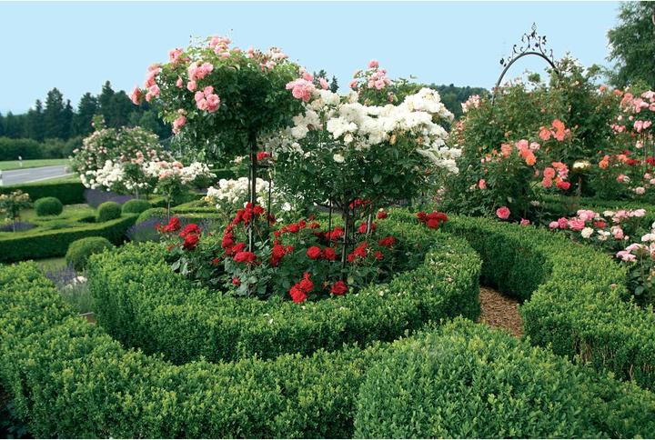 Image du produit Neudorff Engrais Acet Buxus (2.50 kg)