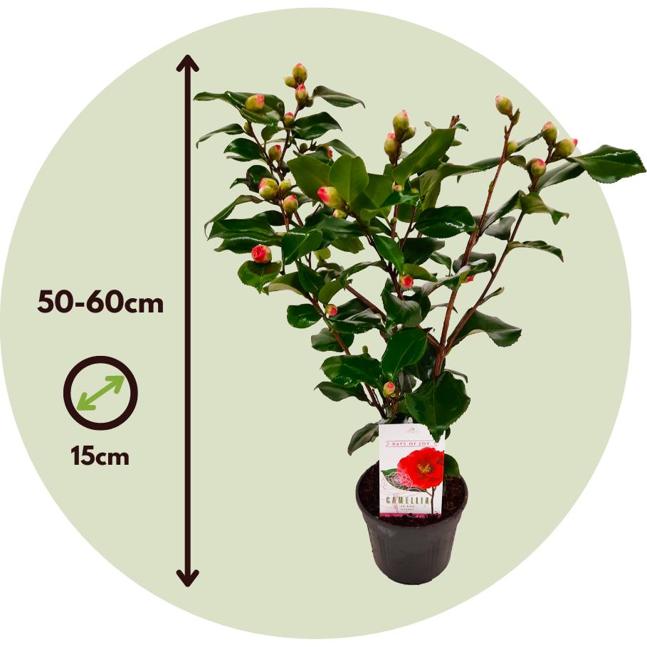 Thumbnail - Plant in a Box, Pflanzen, Camellia japonica Lady Campbell - Japanische Rose (50 cm)
