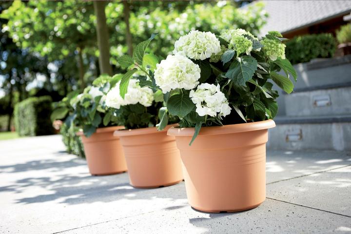 Produktbild Elho Green Basics (44 cm)