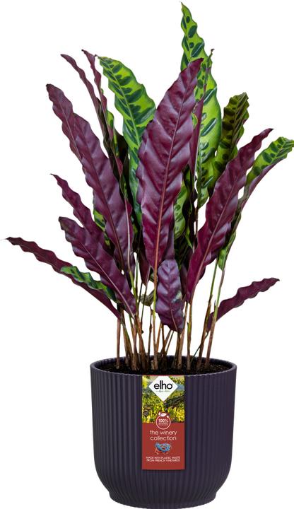Produktbild Elho The Winery Collection Rund (16 x 14.78 cm)