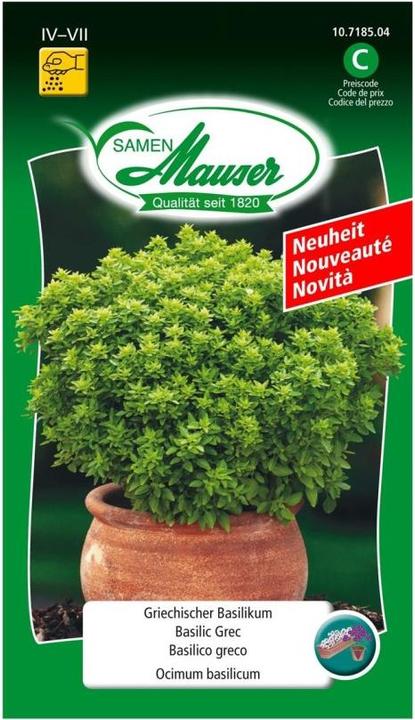 Actual product image Samen Mauser Greek basil seeds (Herb seeds, Vegetable seeds)