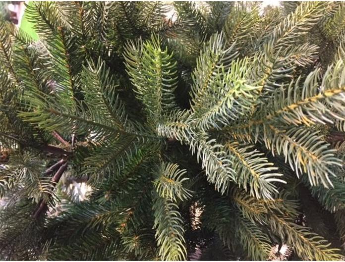 Produktbild Greendeco Abies Grandis (150 cm)